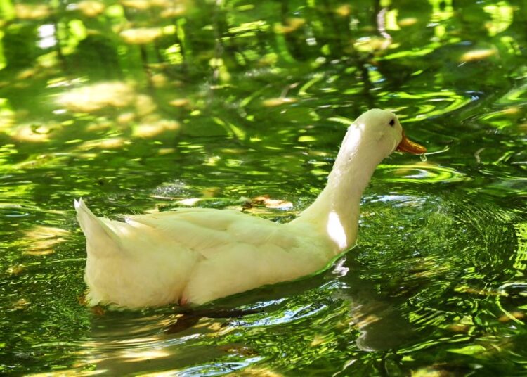 Νέο κύμα καύσωνα από Κυριακή: Προηγείται δροσερή ανάπαυλα με μπόρες στα βόρεια
