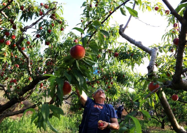 Ροδάκινα στο στόχαστρο Τραμπ: Ο νέος δασμός 30% απειλεί τις ελληνικές εξαγωγές