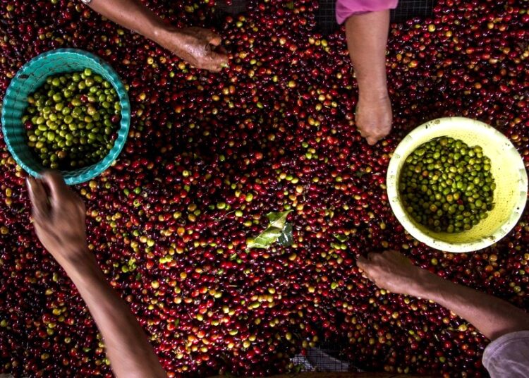 Ράλι στις αγορές καφέ: Η Βραζιλία «φουντώνει» τις διεθνείς τιμές Arabica και Robusta