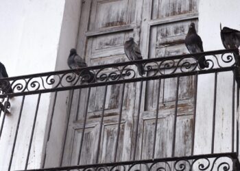 Πώς να διώξετε τα περιστέρια από το μπαλκόνι σας: 4 αποτελεσματικές και ασφαλείς λύσεις