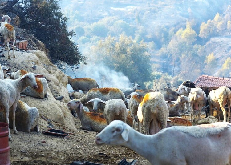 Αποκατάσταση δικαιοσύνης ζητά η Περιφέρεια Κρήτης για τους αιγοπροβατοτρόφους