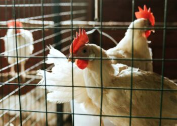 Νέα κρούσματα γρίπης των πτηνών στη Βουλγαρία: Στο «κόκκινο» η ευρωπαϊκή πτηνοτροφία