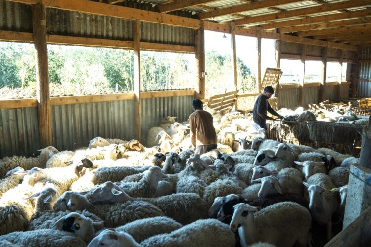 ΚΡΟΥΣΜΑΤΑ ΕΥΛΟΓΙΑΣ ΠΡΟΒΑΤΩΝ