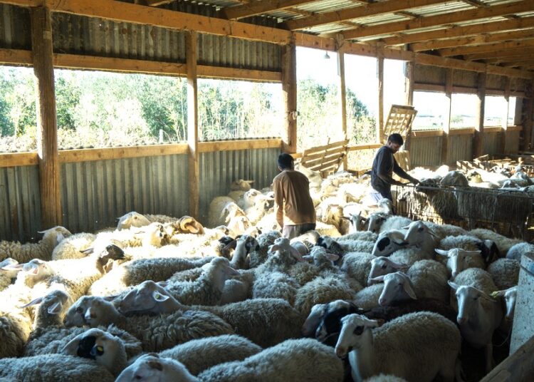 Ανησυχία για την εξάπλωση της ευλογιάς αιγοπροβάτων: Κίνδυνος για τη φέτα