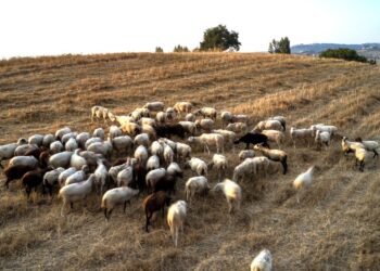 Ευλογιά αιγοπροβάτων: Βρυξέλλες πιέζουν για εμβολιασμό – Η Αθήνα φοβάται για τη φέτα