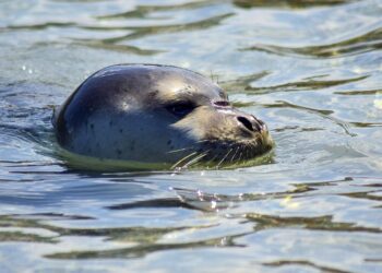SOS για τη μεσογειακή φώκια: Σκληρά μέτρα κατά της υπεραλίευσης στις Σποράδες