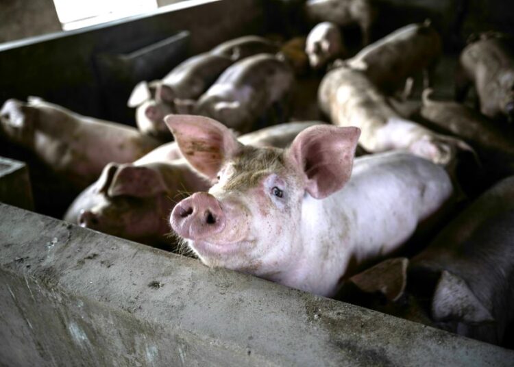 Κλιμακώνεται η εμπορική διαμάχη: Η Κίνα βάζει δασμούς στο χοιρινό, η ΕΕ προειδοποιεί με μέτρα