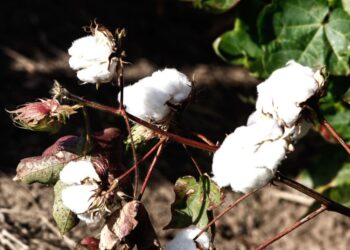 Βαμβάκι: «Βουτιά» 14,5% για τον «λευκό χρυσό» – Η υπερπροσφορά παγκοσμίως ρίχνει τις τιμές