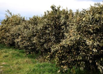 ΔΥΠΑ: Πρόγραμμα 80 ωρών για ανέργους και αγρότες στην Άρτα με εκπαιδευτικό επίδομα