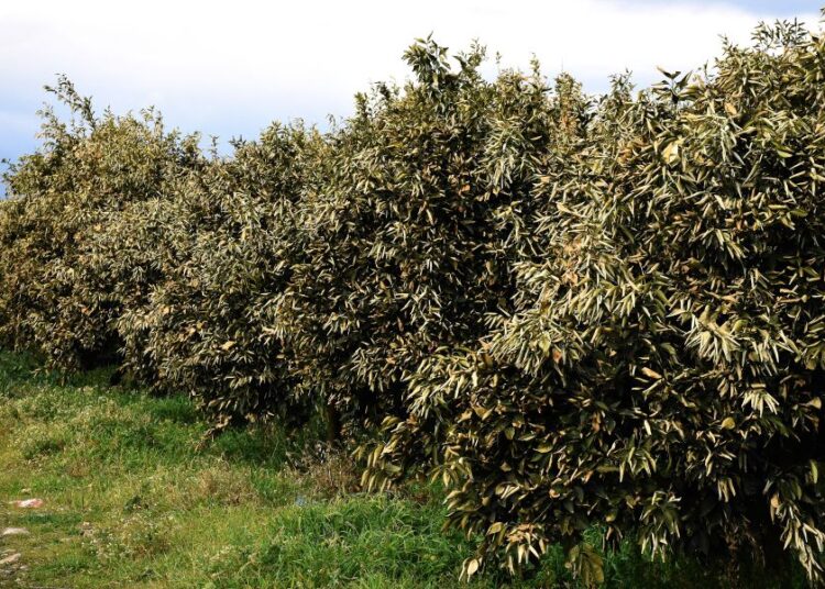 ΔΥΠΑ: Πρόγραμμα 80 ωρών για ανέργους και αγρότες στην Άρτα με εκπαιδευτικό επίδομα