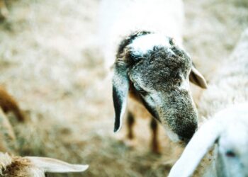 Η ευλογιά «γονατίζει» τη γαλακτοπαραγωγή: Στο κόκκινο οι τιμές και οι εξαγωγές