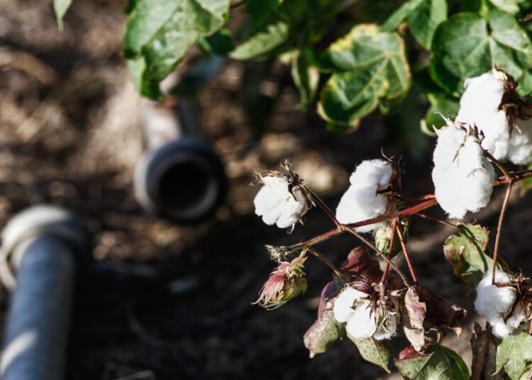 ΟΠΕΚΕΠΕ: Καμία αλλαγή στη συνδεδεμένη ενίσχυση βάμβακος – Τι ισχύει για τις πληρωμές
