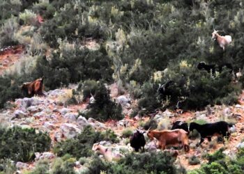 ΥΠΑΑΤ: Τέλος στη «τεχνική λύση» – Νέοι κανόνες ΚΑΠ για κατανομή βοσκοτόπων