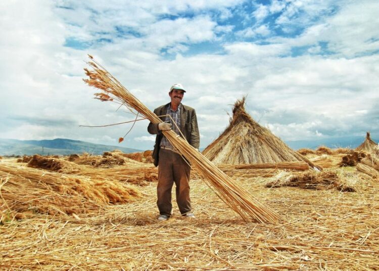 ΕΛΣΤΑΤ: Οι εποχικοί εργάτες φτάνουν στο 40% του αγροτικού δυναμικού. Μειώθηκαν οι καλλιεργήσιμες εκτάσεις όπως και ο αριθμός των αγροτών
