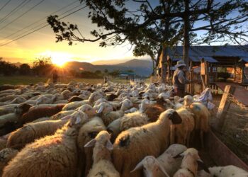 Σε λειτουργία η νέα πλατφόρμα τηλεκπαίδευσης κτηνοτρόφων: Υποχρεωτική για τις συνδεδεμένες ενισχύσεις