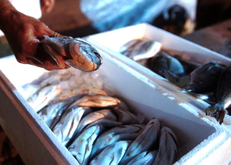 Ανεβάζουν τις τιμές της τσιπούρας μειώνοντας την παραγωγή. Ο κλάδος της Ιχθυοκαλλιέργειας στο μικροσκόπιο της ΕΛΣΤΑΤ