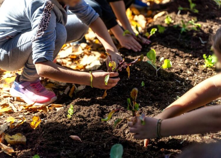 ΔΕΗ-Open Farm: Σχολικοί κήποι που δεσμεύουν CO₂ – Το Carbon Farming Schools 2025 σε 12 σχολεία