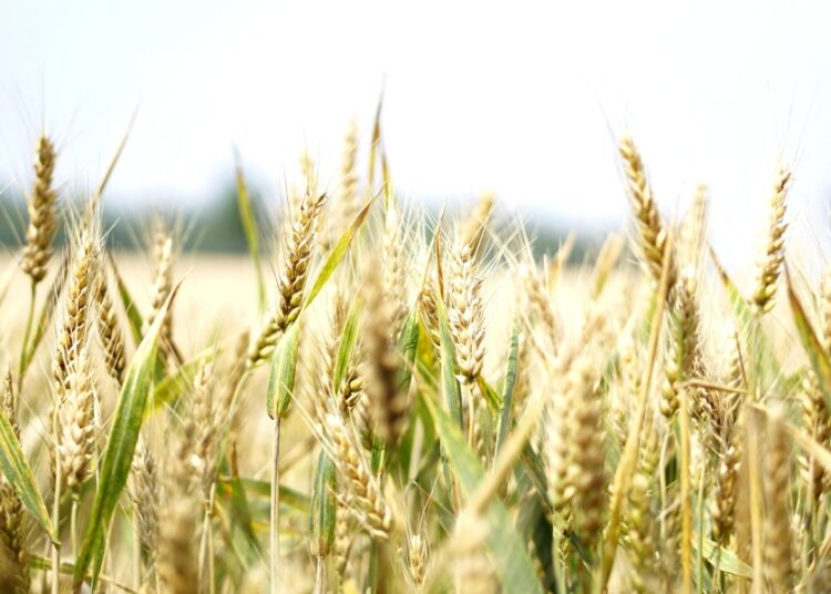 Πειραιώς: «Βουτιά» 12% στα αγροτικά προϊόντα το 2025 – Ποια είχαν τη μεγαλύτερη πτώση