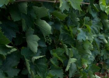 6.500 νέα στρέμματα αμπελώνων το 2026: Ποιες Περιφέρειες παίρνουν άδειες φύτευσης