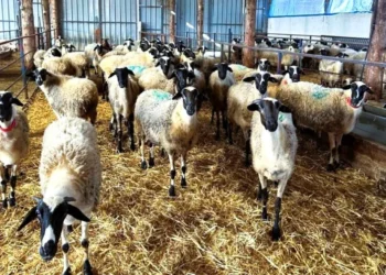 Αφθώδης πυρετός: Στα 17 τα κρούσματα στη Λέσβο – Καραντίνα και δραστικά μέτρα σε εκτροφές