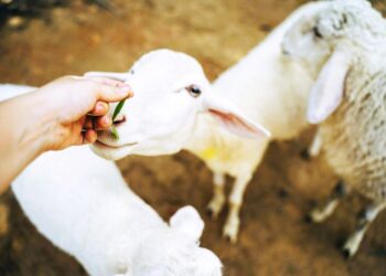 Μυτιλήνη: Δεύτερο κρούσμα αφθώδους πυρετού στην Πελόπη