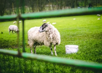 Λέσβος: Συναγερμός για αφθώδη πυρετό – Πέντε τα κρούσματα και ζώνη καραντίνας στα 3 χλμ.