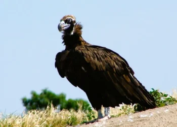 Μαυρόγυπας σε κίνδυνο: Επιχείρηση «διάσωσης» και αυστηρά μέτρα μετά τη δηλητηρίαση στον Έβρο