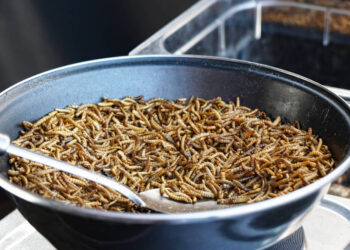Αλεύρι με έντομα: Η Ευρώπη διχάζεται – Η Ελλάδα στη νέα διατροφική τάση