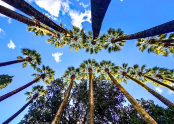 Καιρός: Κυριακή των Βαΐων με βροχές και «άνοιγμα» από το απόγευμα