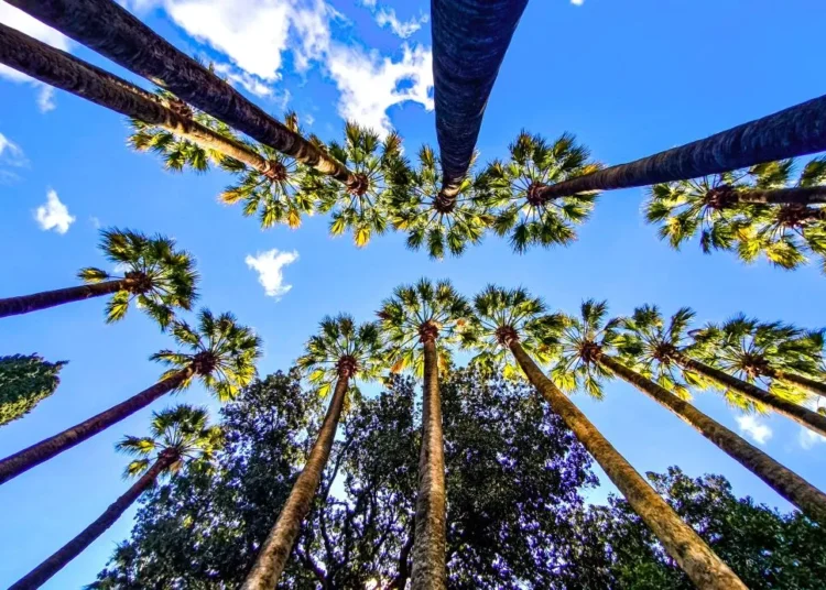 Καιρός: Κυριακή των Βαΐων με βροχές και «άνοιγμα» από το απόγευμα