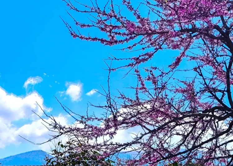 Καιρός: Ανοιξιάτικο σκηνικό με 25άρια, αλλά έρχονται βροχές και πτώση θερμοκρασίας