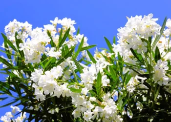 Πικροδάφνη: «Όμορφο αλλά επικίνδυνο» – Ο ΕΟΔΥ προειδοποιεί για τους κινδύνους και τα παιδιά