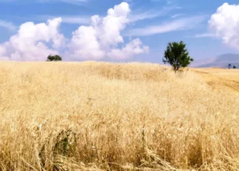 «Κλείδωσαν» οι ενισχύσεις στα σιτηρά: Σε ΦΕΚ οι τιμές για σκληρό-μαλακό σιτάρι και κριθάρι