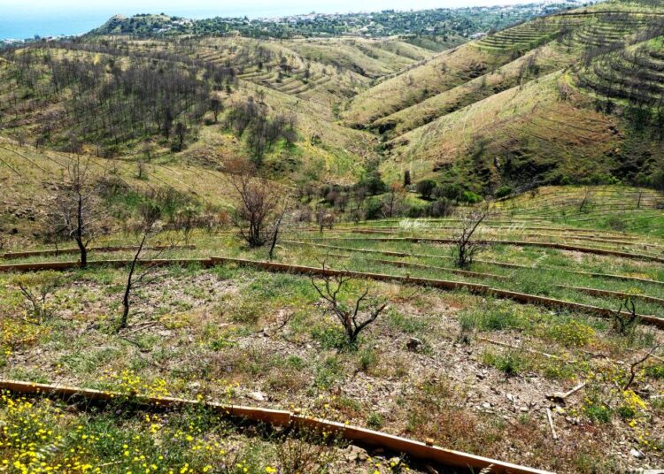 Χίος: Σε εξέλιξη τα αντιδιαβρωτικά έργα μετά τις πυρκαγιές