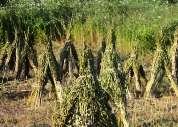 Από το χωράφι στο ταχίνι: Η μικρή θεσσαλική παραγωγή που κρατά ζωντανό το ελληνικό σουσάμι
