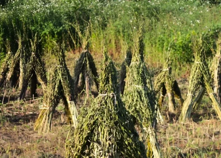 Από το χωράφι στο ταχίνι: Η μικρή θεσσαλική παραγωγή που κρατά ζωντανό το ελληνικό σουσάμι