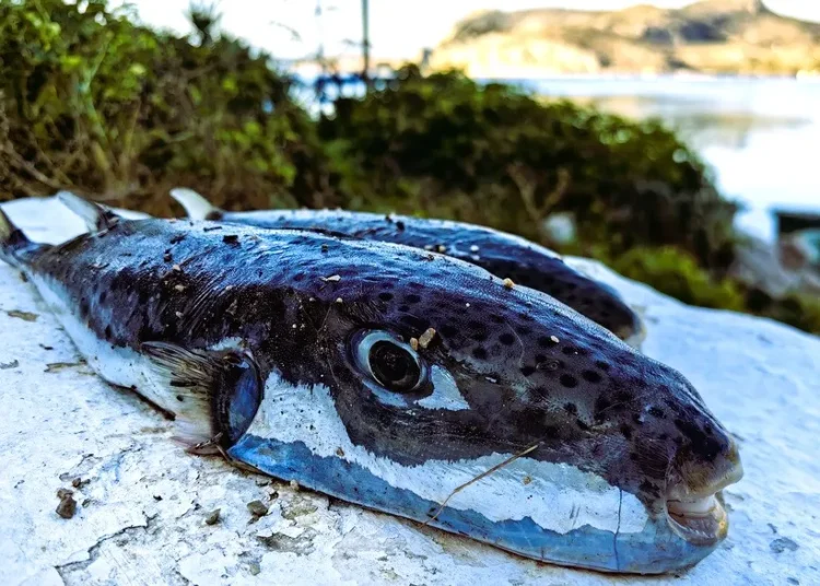 Τοξικός λαγοκέφαλος: Πιλοτικό πρόγραμμα εξαλίευσης σε συνεργασία με την Κύπρο